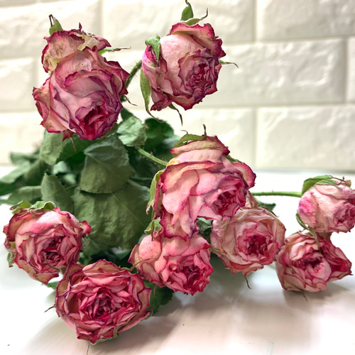 ピンク系❇️ミニバラ❣️ドライフラワー ドライフラワー 染めミニバラ❣️ピンク系 ドライ】バラ(ピンク) 品種