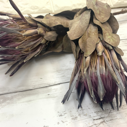 プロテア シャロン 1本 ドライフラワー *mogera* 通販 11243433