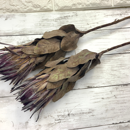 プロテア シャロン 1本 ドライフラワー *mogera* 通販 11243433