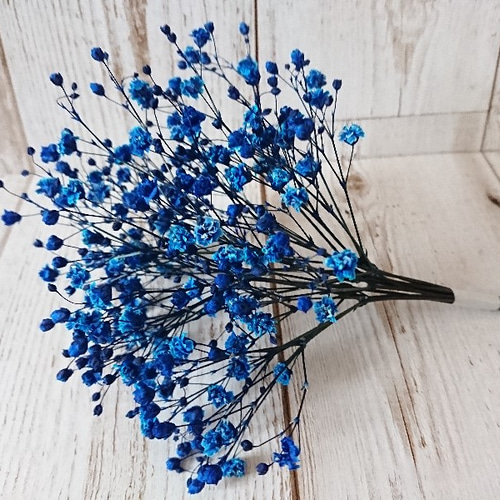 青と緑のかすみ草 ドライフラワー　 5本⇒9g　〈No.30〉 青と緑のかすみ草 ドライフラワー 5本⇒9g 〈No.30〉 かすみ草