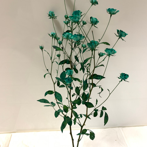 ホワイトウッズ ミントドライフラワー ドライフラワー *mogera* 通販