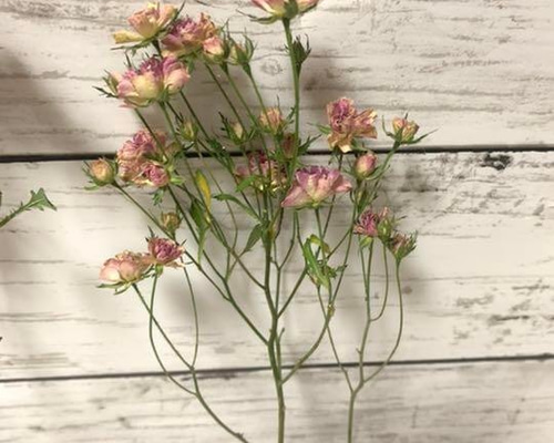 リトルウッズ ドライフラワー バラ 薔薇 ドライフラワー *mogera* 通販