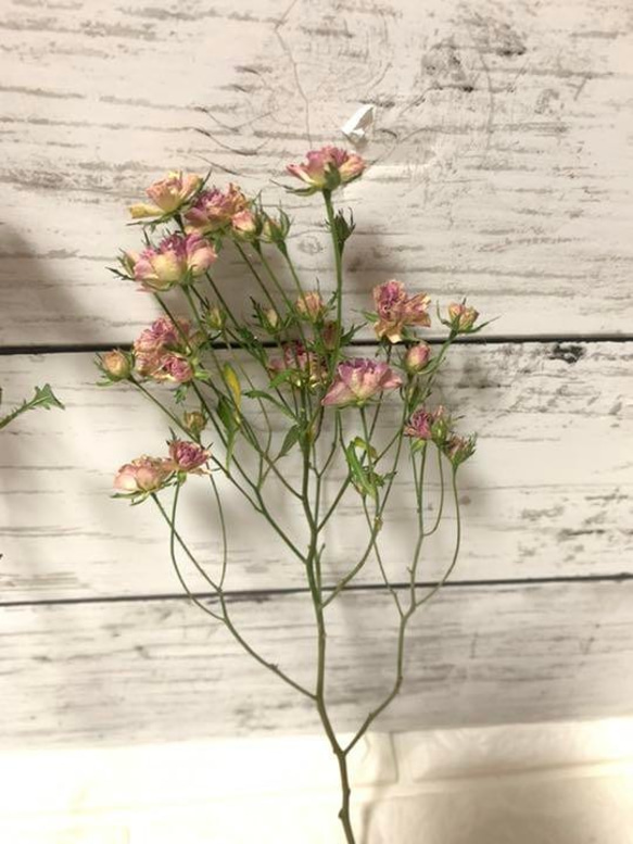 ハンドメイド　花材　ドライフラワー　リトルウッズ　薔薇　r-6 リトルウッズドライフラワー ドライフラワー *mogera* 通販