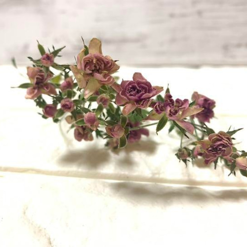 ハンドメイド　花材　ドライフラワー　リトルウッズ　薔薇　r-5 再入荷 】世界最小のバラ リトルウッズ ピンク 国産【 ドライ