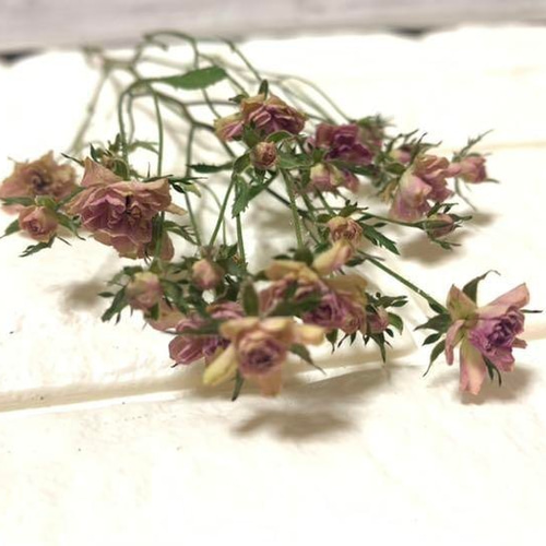 リトルウッズ ドライフラワー バラ 薔薇 ドライフラワー *mogera