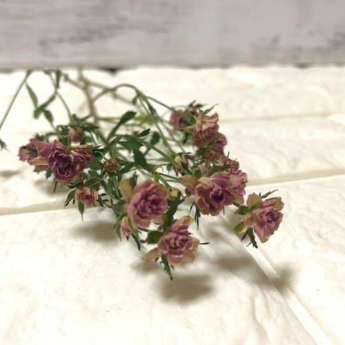 ハンドメイド　花材　ドライフラワー　リトルウッズ　薔薇　r-6 ハンドメイド 花材 ドライフラワー リトルウッズ 薔薇 r-6