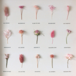 【ピンク】植物標本　ﾎﾞﾀﾆｶﾙﾊﾟﾈﾙ　ＨA-218　ラッピング無料 3枚目の画像