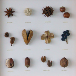 【クリーマ限定】植物標本　木の実のパネル　ＨA-228　 3枚目の画像