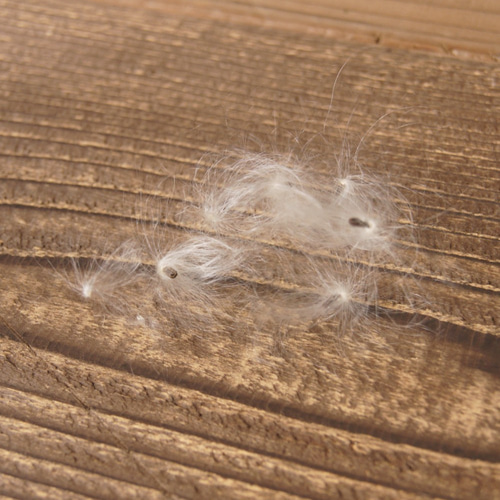 幸せを呼び込むかもしれないケセランパサラン Amazon.co.jp: 幸せを呼ぶケセランパセランケセランパサラン5