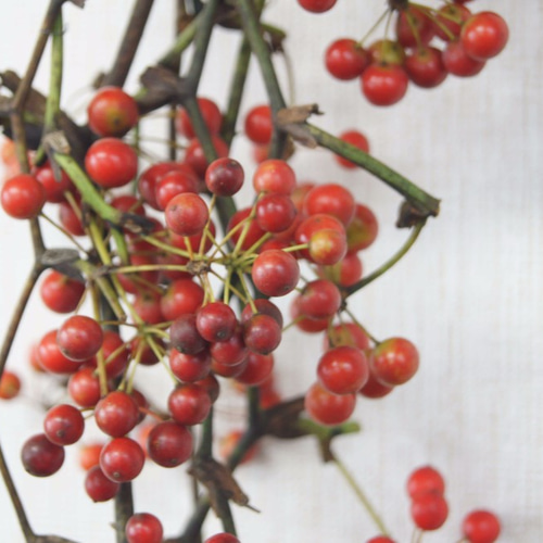 【ご予約No.10】［れもん］サンキライ赤 サンキライのスワッグ S-124 ドライフラワー milwaukie 通販 4760026