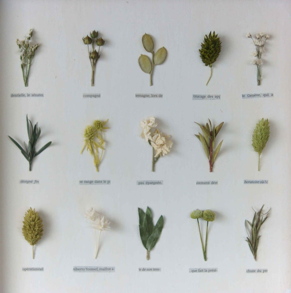 植物標本　ﾎﾞﾀﾆｶﾙﾊﾟﾈﾙ　Ｈ-108 3枚目の画像