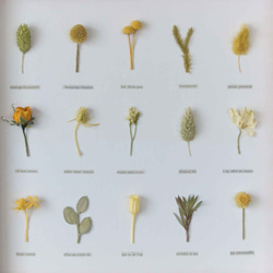 植物標本　ﾎﾞﾀﾆｶﾙﾊﾟﾈﾙ　ＨA-134 3枚目の画像