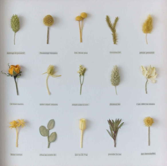 植物標本　ﾎﾞﾀﾆｶﾙﾊﾟﾈﾙ　ＨA-134 3枚目の画像