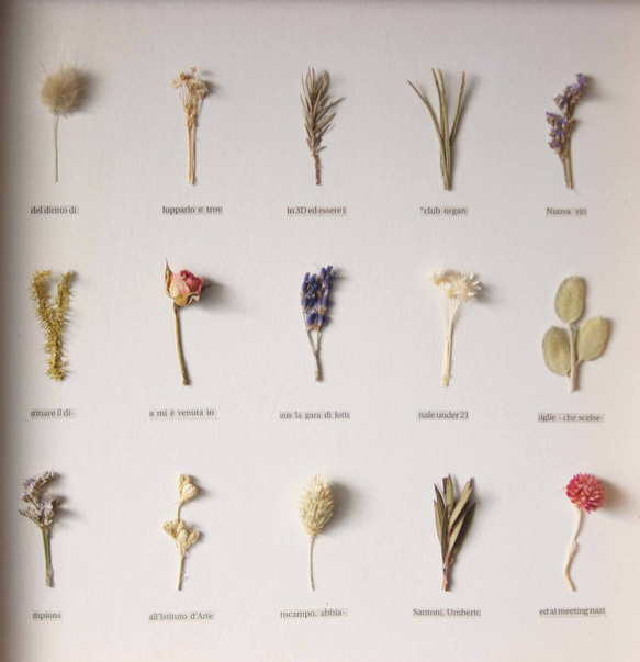 植物標本　ﾎﾞﾀﾆｶﾙﾊﾟﾈﾙ　ＨA-174 3枚目の画像