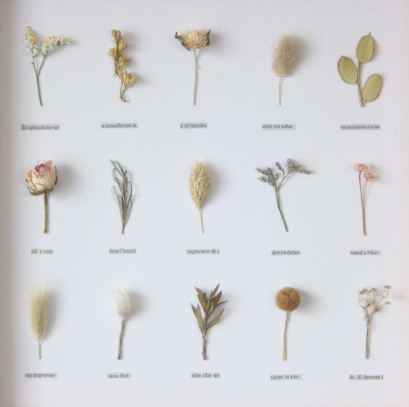 植物標本　ﾎﾞﾀﾆｶﾙﾊﾟﾈﾙ　ＨA-200　ラッピング無料 3枚目の画像