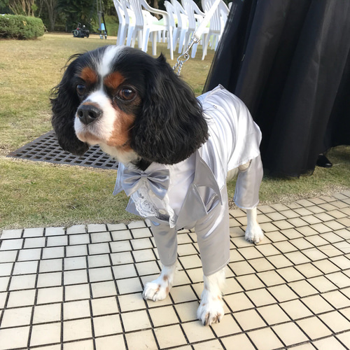 ハンドメイド　犬服　モコ♡たまご ハンドメイド犬服【たまご♡モコ様専用】犬の服 Poco Moco