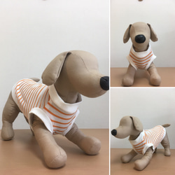 ひんやりクール 犬服 オレンジのボーダー 3枚目の画像