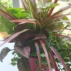 お部屋に1ついかがですか　癒しの寄せ植え　和みの緋色 3枚目の画像