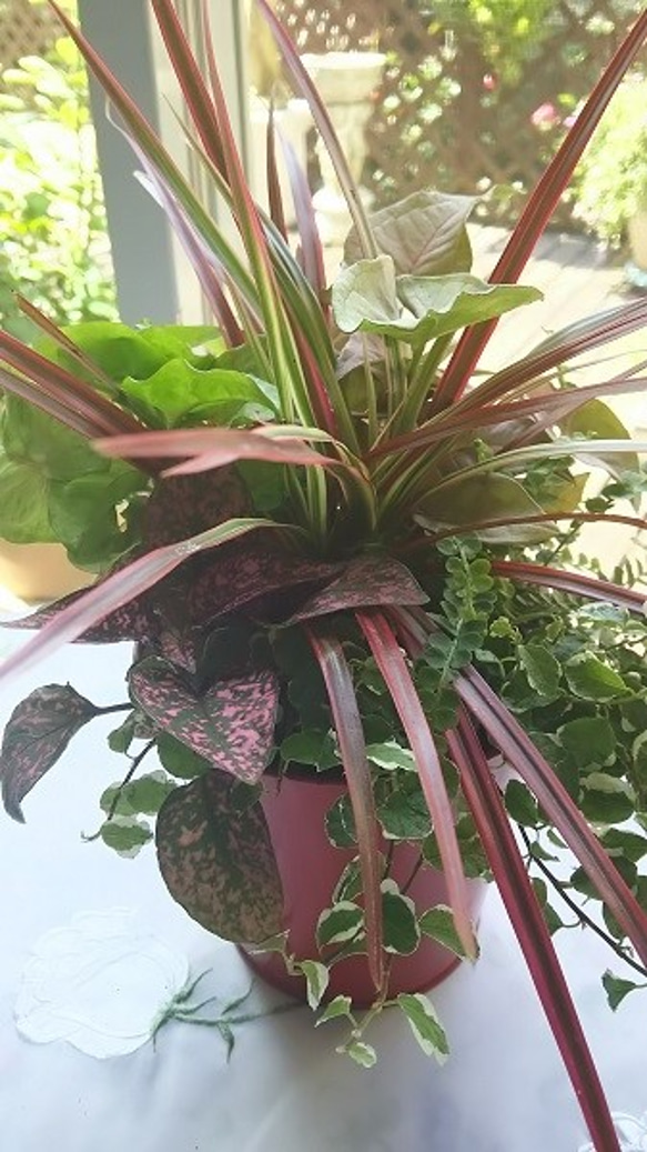 お部屋に1ついかがですか　癒しの寄せ植え　和みの緋色 3枚目の画像