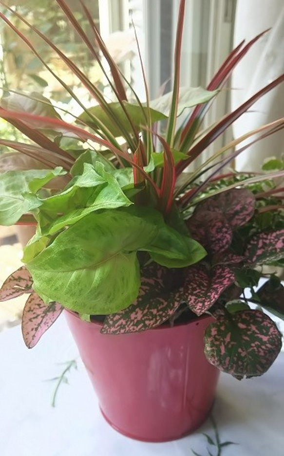 お部屋に1ついかがですか　癒しの寄せ植え　和みの緋色 4枚目の画像