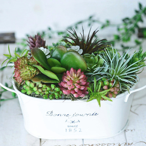 ★多肉植物　寄せ植え〜ブリキピック寄せ　白　〜そのまま飾れます(*≧∀≦*)★ 多肉植物寄せ植え（ホワイトブリキ缶） アートフラワー Laurel