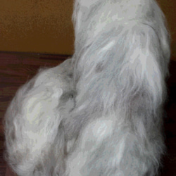羊毛フェルト　リアル猫　チンチラ ミックス 4枚目の画像