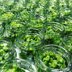 〓数量限定で再販スタート〓クラッシュハラペーニョ【無加糖の万能ソースの素・プロも愛用。一手間で絶品】 4枚目の画像