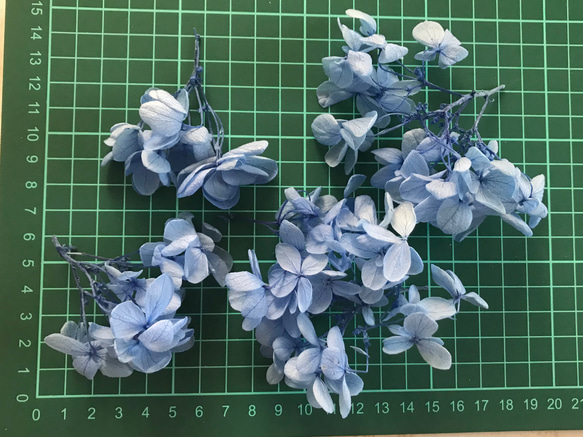 お買い得4g  紫陽花　ピラミッド　あじさい ブルー　花材 4枚目の画像