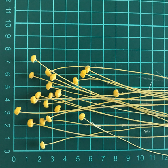 アマレリーノ　ドライフラワー  イエロー　20本　花材 4枚目の画像
