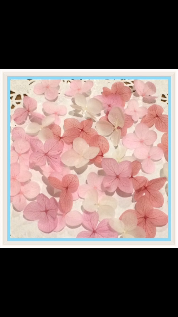紫陽花 100枚 プリザーブドフラワー 花びら ピンク系【四色アソートE
