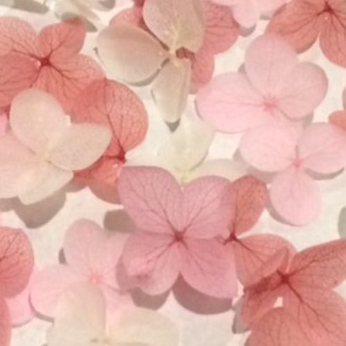 紫陽花 100枚 プリザーブドフラワー 花びら ピンク系【四色アソートE