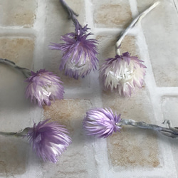ミニシルバーデージー ツートンパープル　ドライフラワー   花材 3枚目の画像