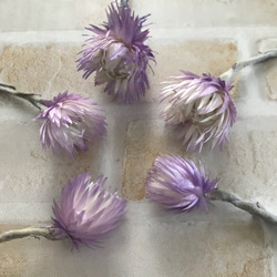 ミニシルバーデージー ツートンパープル　ドライフラワー   花材 4枚目の画像