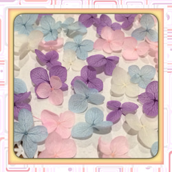 紫陽花 アナベル100枚 プリザーブドフラワー   春色系【4色アソートJ】 2枚目の画像