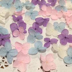 紫陽花 アナベル100枚 プリザーブドフラワー   春色系【4色アソートJ】 3枚目の画像