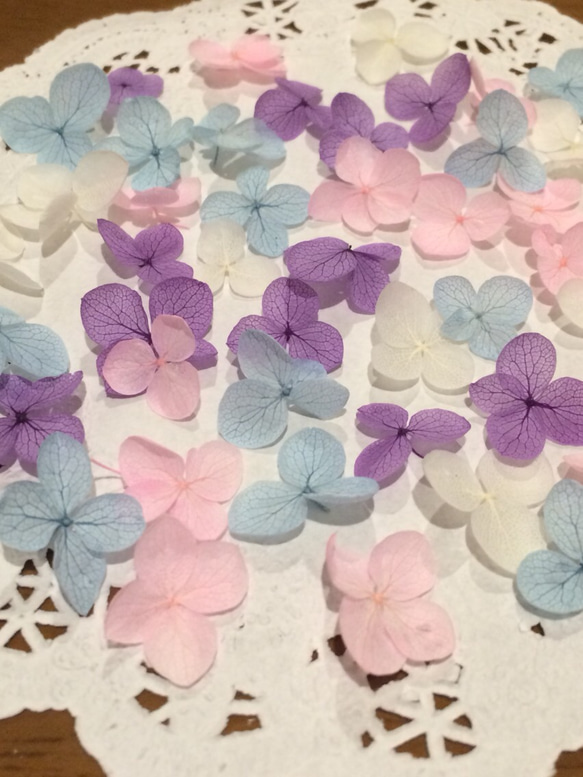 紫陽花 アナベル100枚 プリザーブドフラワー   春色系【4色アソートJ】 3枚目の画像