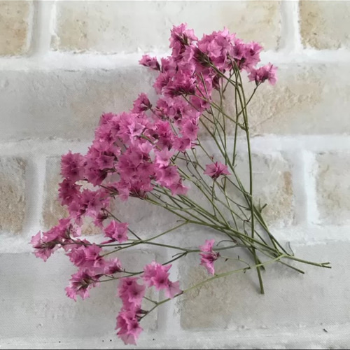 サマーチェリー 1.5g ドライフラワー 花材 その他素材 floral house 凛
