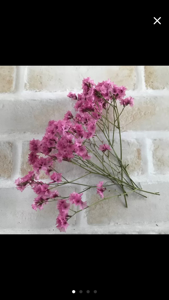サマーチェリー 1.5g ドライフラワー 花材 その他素材 floral house 凛