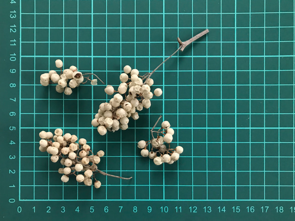 プリザーブドフラワー　 ペッパーベリー アイボリー　花材 3枚目の画像