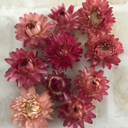 10輪 ヘリクリサム ピンクミックス ドライフラワー 花材 その他素材  