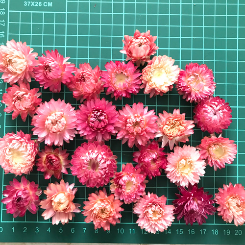 10輪 ヘリクリサム ピンクミックス ドライフラワー 花材 その他素材  