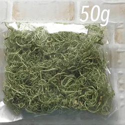 カーリーモス  グリーン   1袋　50g 1枚目の画像