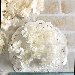 ソフトアジサイ  ホワイト   プリザーブドフラワー　花材 3枚目の画像