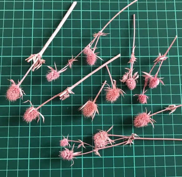 ミニ　エリンジューム　プリザーブドフラワー　ピンク　15粒 4枚目の画像