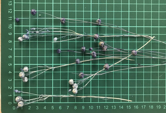 リンフラワー　ドライフラワー　淡いブルー系　25輪 4枚目の画像