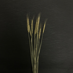 50㎝丈　小麦　ドライフラワー　ナチュラル 1枚目の画像