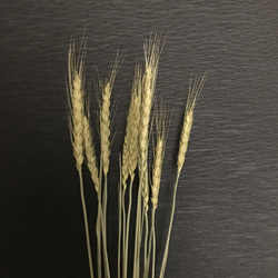 50㎝丈　小麦　ドライフラワー　ナチュラル 2枚目の画像