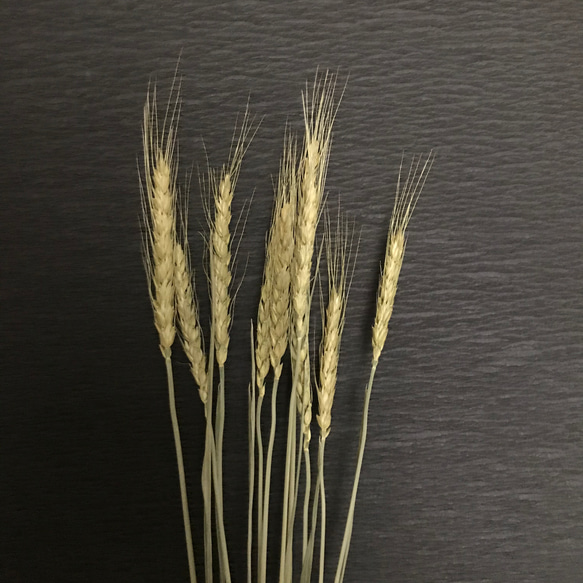 50㎝丈　小麦　ドライフラワー　ナチュラル 2枚目の画像
