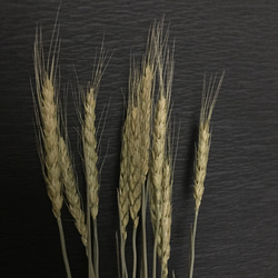 50㎝丈　小麦　ドライフラワー　ナチュラル 3枚目の画像