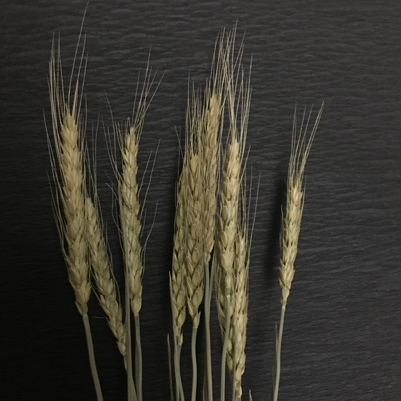 50㎝丈　小麦　ドライフラワー　ナチュラル 3枚目の画像
